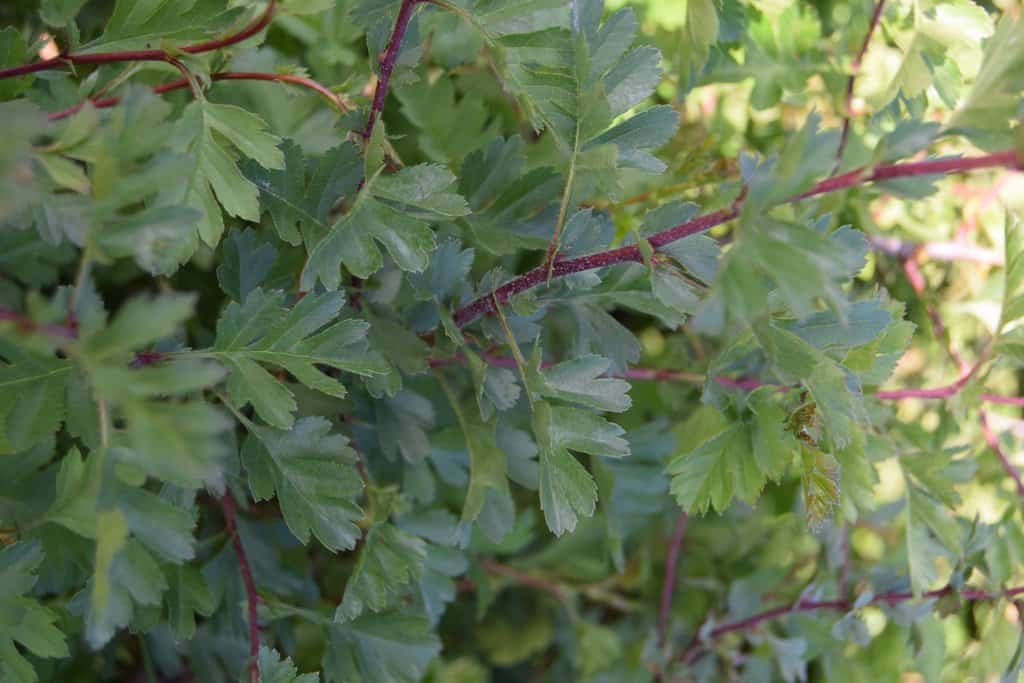 Crataegus monogyna <span class="hidden specialOffer"></span> 150-175 cm